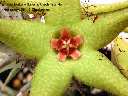 Orbea caudata subsp. rhodesiaca (FH04,036) 004 – Asclepidarium