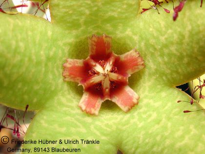 Orbea caudata subsp. rhodesiaca (FH04,036) 005 – Asclepidarium