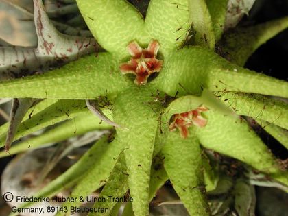 Orbea caudata subsp rhodesiaca (NgoroNgoro Krater) 003 – Asclepidarium