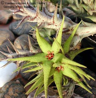 Orbea caudata subsp rhodesiaca (NgoroNgoro Krater) 005 – Asclepidarium