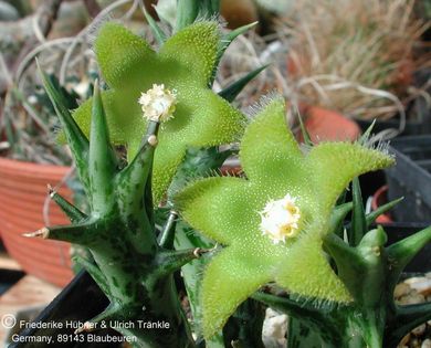Orbea circes Blüten – Asclepidarium