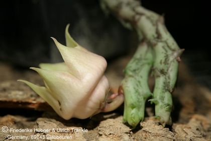 Orbea conjuncta (FH06,102) 001 – Asclepidarium