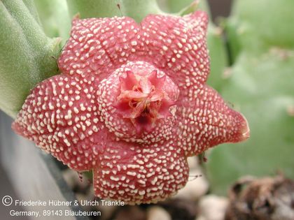 Orbea cooperi 2 – Asclepidarium