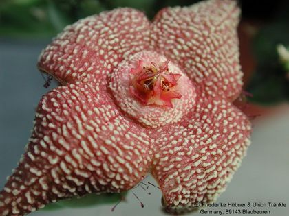 Orbea cooperi Blüte nah – Asclepidarium