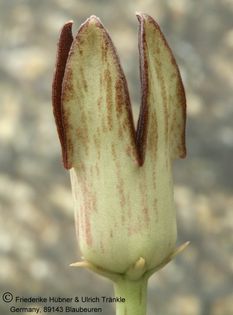 Orbea deflersiana RM 285 001 – Asclepidarium
