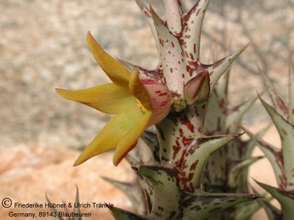 Orbea denboefii (PVB8619) 003 – Asclepidarium
