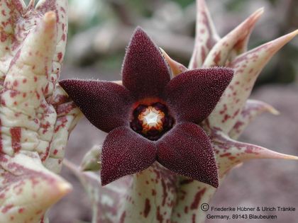 Orbea descaisneana 002 – Asclepidarium