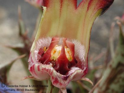 Orbea distincta (PVB 8676) 002 – Asclepidarium