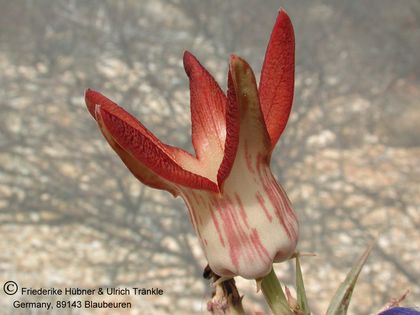 Orbea distincta (PVB 8676) 004 – Asclepidarium