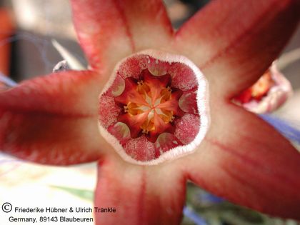 Orbea distincta (PVB 8676) 007 – Asclepidarium
