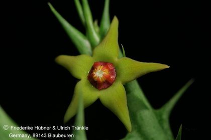 Orbea gemugofana (FH09,242) 002 – Asclepidarium