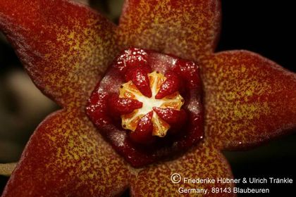 Orbea gemugofana (UB51) (FH05,068) 003 – Asclepidarium