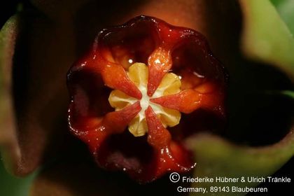 Orbea gilbertii (FH07,048) 003 – Asclepidarium