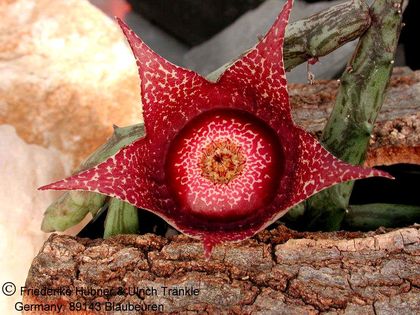 Orbea hardyi (FH00,001) 2 – Asclepidarium