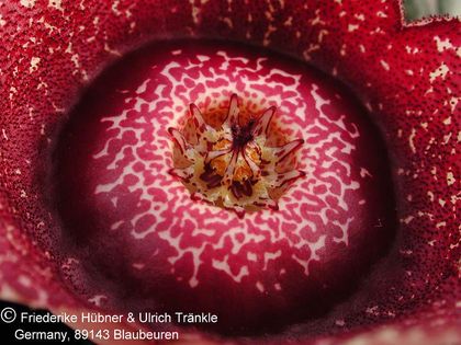 Orbea hardyi (FH00,001) 5 – Asclepidarium