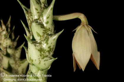 Orbea huernioides (FH07,060) 002 – Asclepidarium
