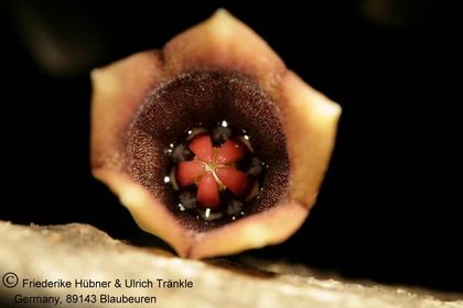 Orbea huernioides (FH07,060) 003 – Asclepidarium