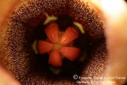 Orbea huernioides (FH07,060) 007 – Asclepidarium