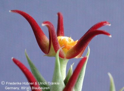 Orbea laikipiensis DP 8143 B 1 – Asclepidarium