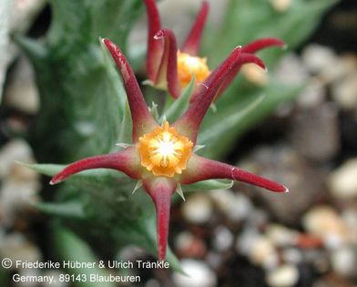 Orbea laikipiensis DP 8143 B 4 – Asclepidarium