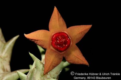 Orbea laticorona (Specks 52) (FH08,077) 002 – Asclepidarium