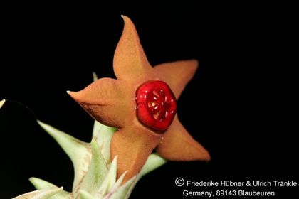 Orbea laticorona (Specks 52) (FH08,077) 004 – Asclepidarium