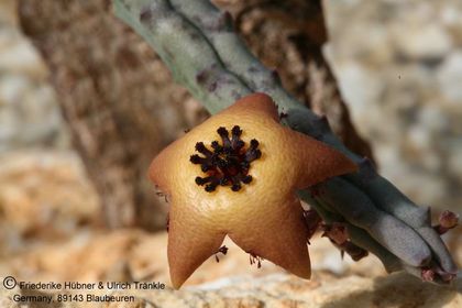 Orbea longii (FH05,011) 003 – Asclepidarium