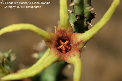 Orbea lugardii 002 – Asclepidarium