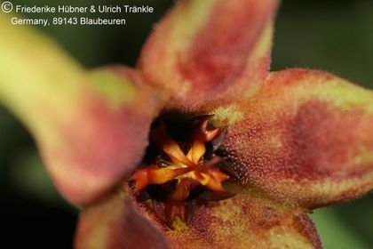 Orbea lugardii 004 – Asclepidarium