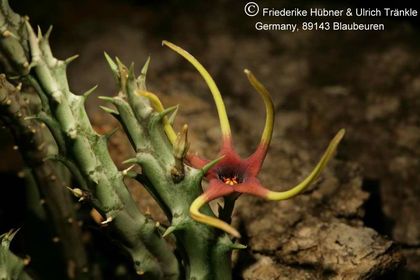 Orbea lugardii (FH05,003) 003 – Asclepidarium
