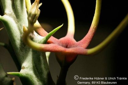 Orbea lugardii (FH05,003) 006 – Asclepidarium