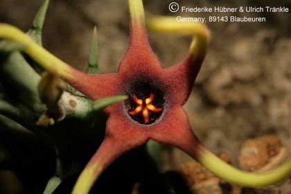 Orbea lugardii (FH05,003) 008 – Asclepidarium