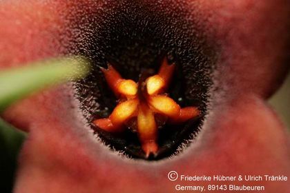 Orbea lugardii (FH05,003) 011 – Asclepidarium