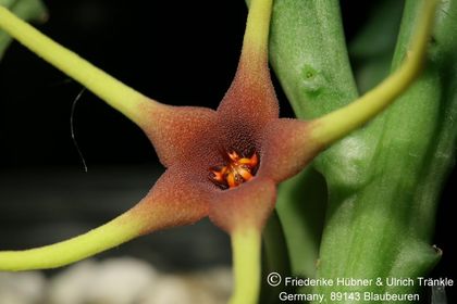 Orbea lugardii (FH06,071) 003 – Asclepidarium