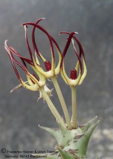 Orbea luntii TM OM 14 (FH06,040) 001 – Asclepidarium