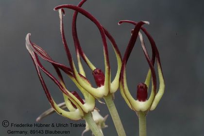 Orbea luntii TM OM 14 (FH06,040) 004 – Asclepidarium