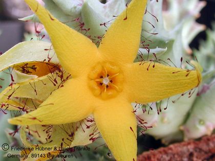 Orbea lutea 002 – Asclepidarium