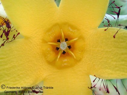 Orbea lutea 005 – Asclepidarium