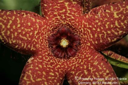 Orbea lutea ssp vaga (FH03,006) 004 – Asclepidarium