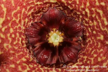 Orbea lutea ssp vaga (FH03,006) 005 – Asclepidarium