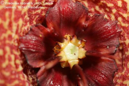 Orbea lutea ssp vaga (FH03,006) 008 – Asclepidarium
