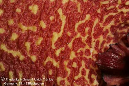 Orbea lutea ssp vaga (FH03,006) 009 – Asclepidarium