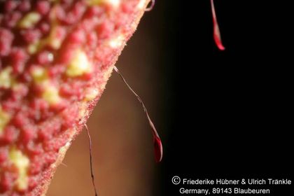 Orbea lutea ssp vaga (FH03,006) 010 – Asclepidarium