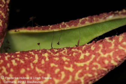 Orbea lutea ssp vaga (FH03,006) 011 – Asclepidarium