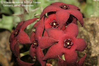 Orbea lutea ssp vaga (FH04,022) 002 – Asclepidarium