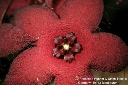 Orbea lutea ssp vaga (FH04,022) 003 – Asclepidarium