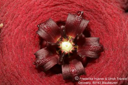 Orbea lutea ssp vaga (FH04,022) 004 – Asclepidarium