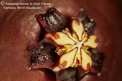 Orbea macloughlinii (FH04,147) 005 – Asclepidarium
