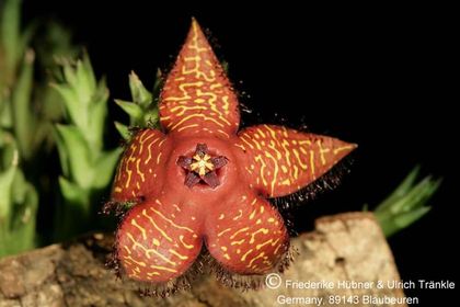 Orbea macloughlinii (FH05,141) 001 – Asclepidarium