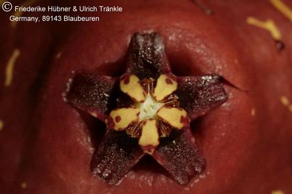 Orbea macloughlinii (FH05,141) 003 – Asclepidarium